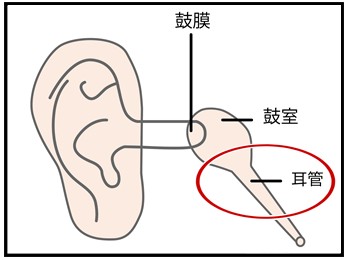 耳管の画像